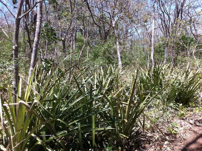  NATURALEZA Y LUJO EN PAPAGAYO: 5.75 HECTÁREAS PARA ECOTURISMO E INVERSIÓN EN PLAYA PANAMÁ - Imagen 17