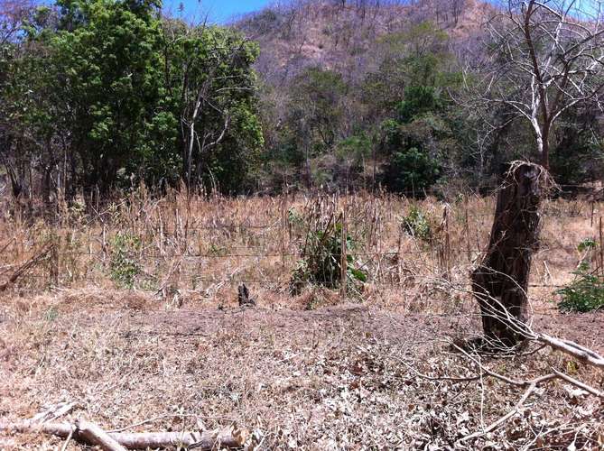  NATURALEZA Y LUJO EN PAPAGAYO: 5.75 HECTÁREAS PARA ECOTURISMO E INVERSIÓN EN PLAYA PANAMÁ - Imagen 13