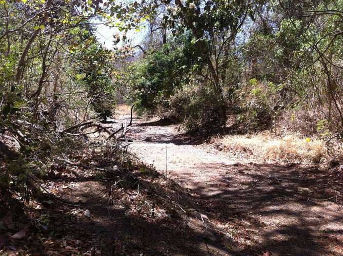  NATURALEZA Y LUJO EN PAPAGAYO: 5.75 HECTÁREAS PARA ECOTURISMO E INVERSIÓN EN PLAYA PANAMÁ - Imagen 12