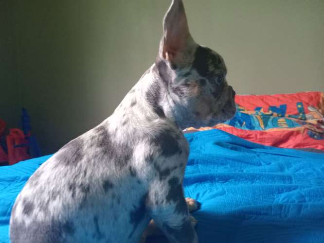 Bulldog Frances  - Imagen 5
