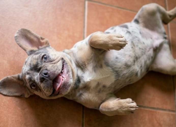 Bulldog Frances  - Imagen 3