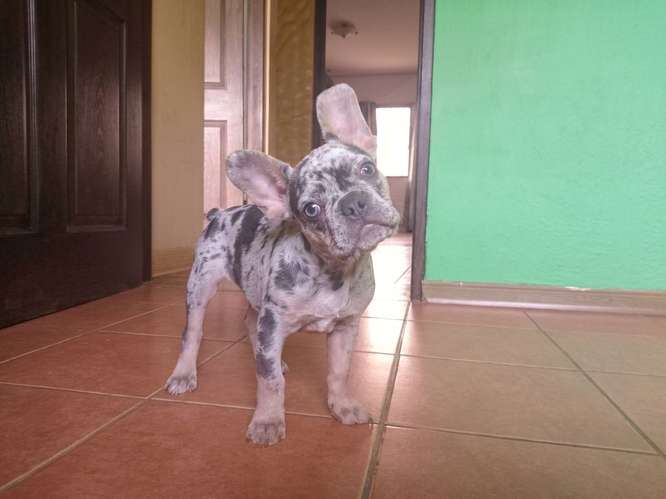 Bulldog Frances  - Imagen 2