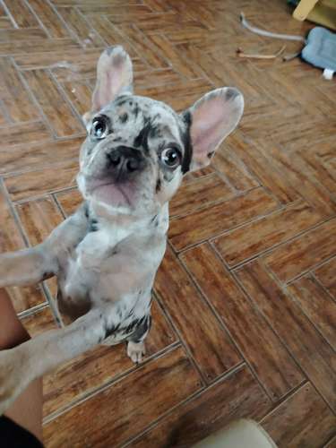 GRAN OFERTA Bulldog  Francés  - Imagen 3