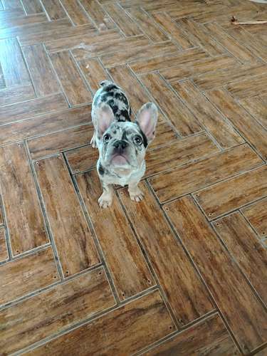 GRAN OFERTA Bulldog  Francés  - Imagen 2