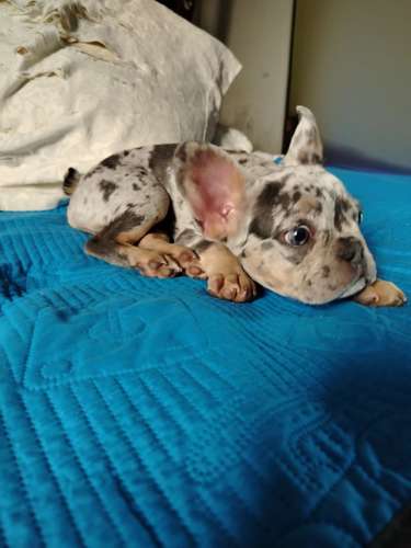 GRAN OFERTA Bulldog  Francés 
