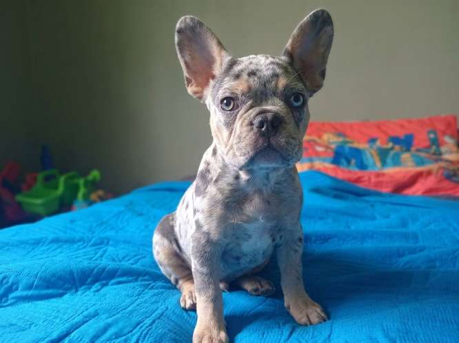 Bulldog Frances 