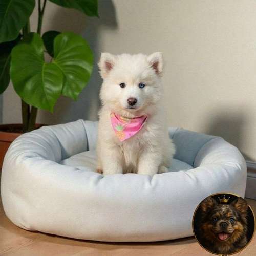 Cachorro HUSKY SIBERIANO disponible - Imagen 3