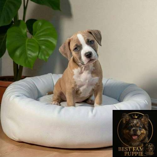 Cachorro AMERICAN STAFFORD disponible - Imagen 8