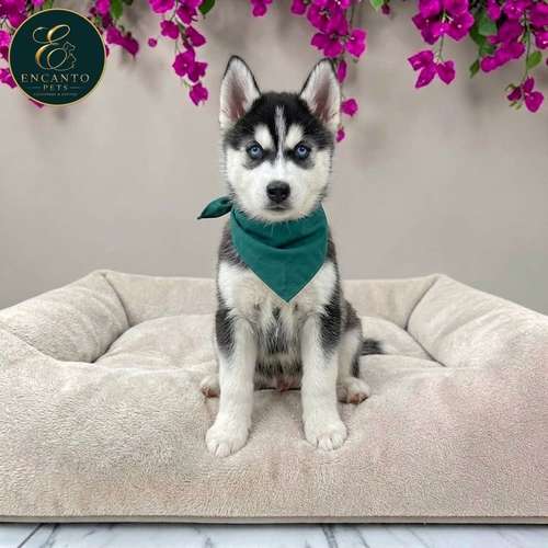 Cachorro HUSKY SIBERIANO disponible - Imagen 2