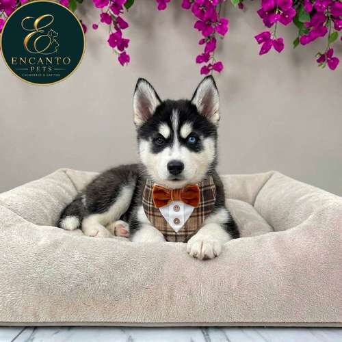 Cachorro HUSKY SIBERIANO disponible - Imagen 10