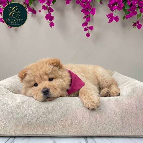 Cachorro CHOW CHOW TRADICIONAL disponible - Imagen 2