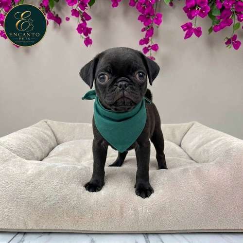 Cachorro PUG disponible - Imagen 3