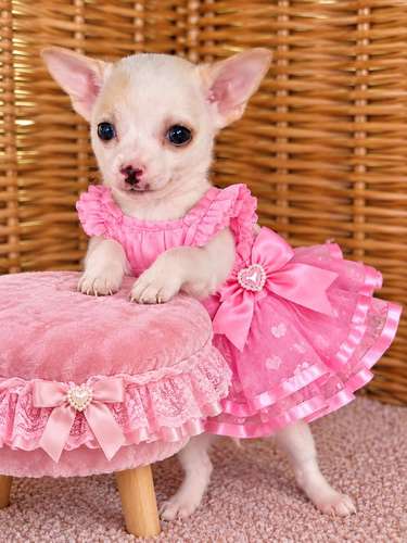 Hembra chihuahua  - Imagen 2