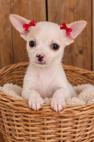 Hembra chihuahua 
