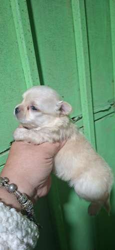 Hermosa chihuahua mini pelito largo  - Imagen 2