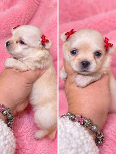 Hermosa chihuahua mini pelito largo 