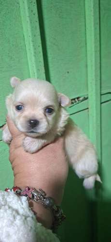 Hermosa chihuahua mini pelito largo  - Imagen 3