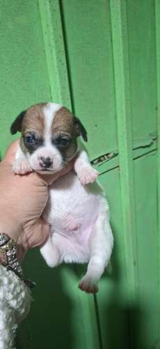 Machito chihuahua mini 