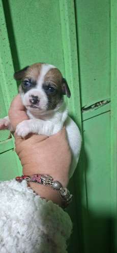 Machito chihuahua mini  - Imagen 2
