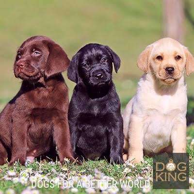 cachorros labrador