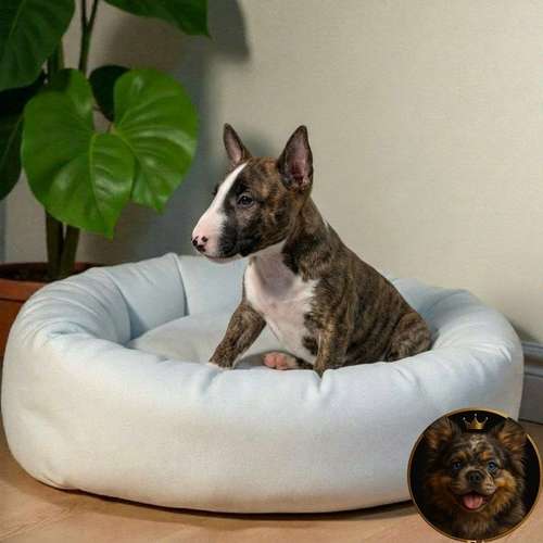 Cachorro Bull Terrier / Bull Terrier disponible - Imagen 8