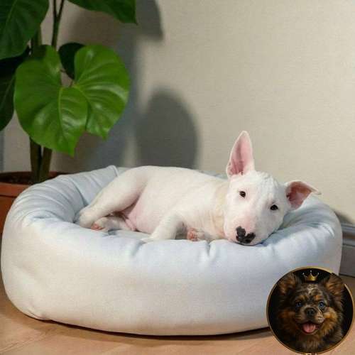 Cachorro Bull Terrier / Bull Terrier disponible - Imagen 3
