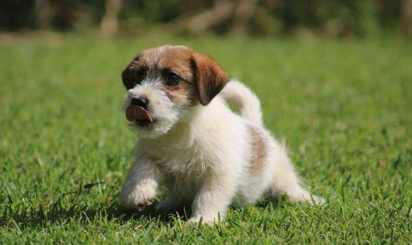 Preciosos JACK RUSSELL PUROS disponibles  - Imagen 2