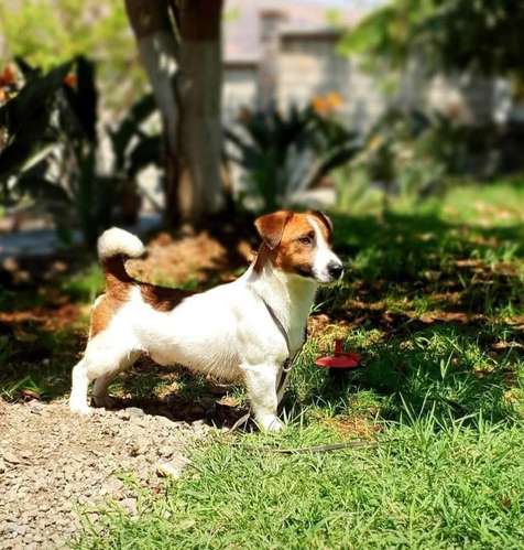 Preciosos JACK RUSSELL PUROS disponibles  - Imagen 4