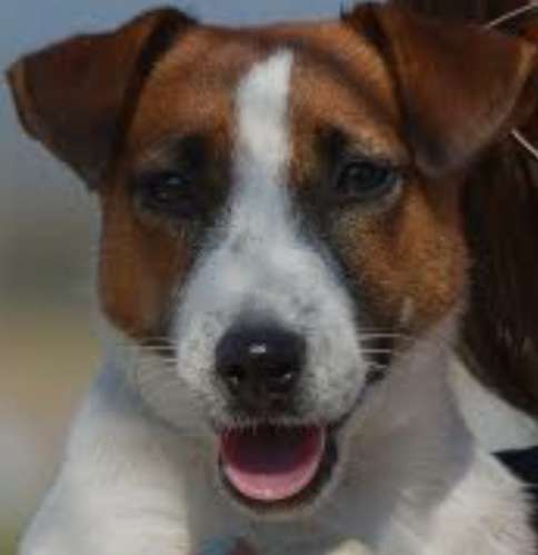 Preciosos JACK RUSSELL PUROS disponibles  - Imagen 6