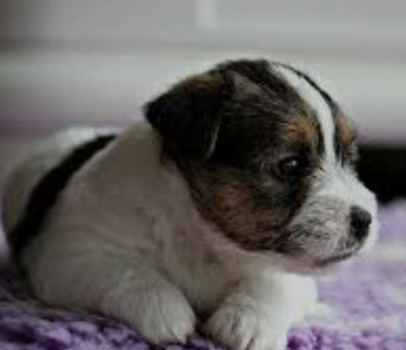 Preciosos JACK RUSSELL PUROS disponibles  - Imagen 7
