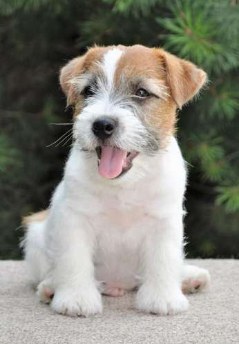 Preciosos JACK RUSSELL PUROS disponibles  - Imagen 5