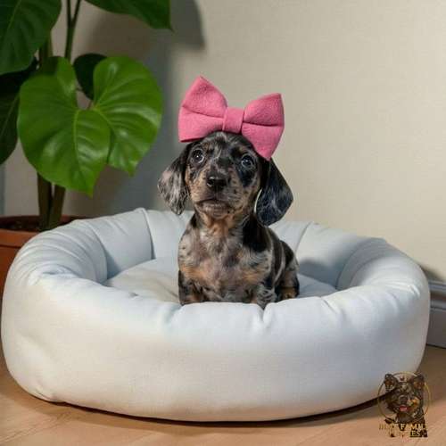 Cachorro Salchicha Miniatura Arlequín Plata / Miniature Dachshund Dapple Silver disponible