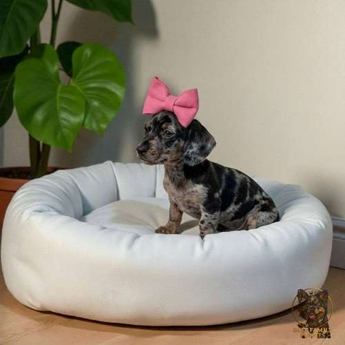 Cachorro Salchicha Miniatura Arlequín Plata / Miniature Dachshund Dapple Silver disponible