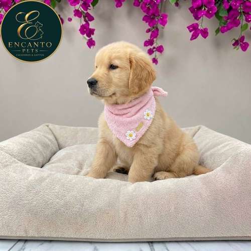 Cachorro GOLDEN RETRIEVER LINEA AMERICANA disponible