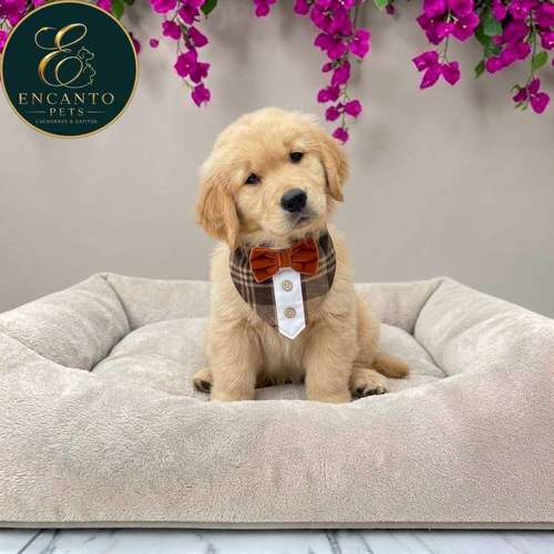 Cachorro GOLDEN RETRIEVER LINEA AMERICANA disponible