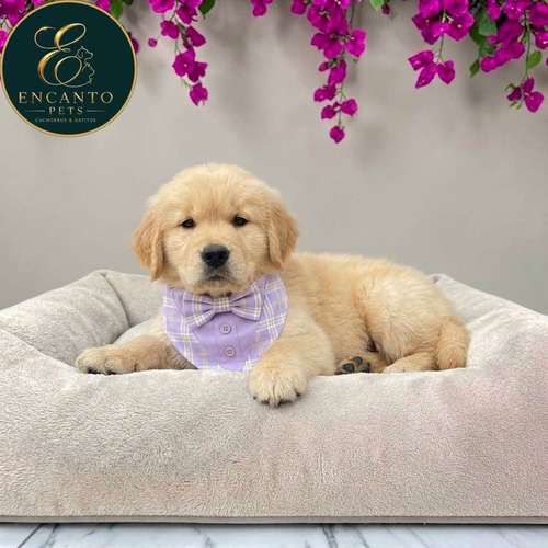 Cachorro GOLDEN RETRIEVER LINEA AMERICANA disponible