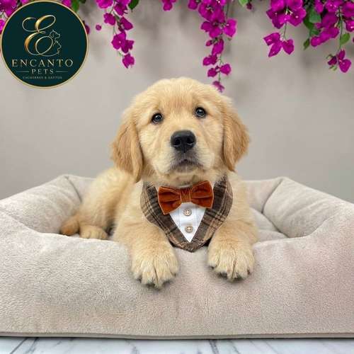 Cachorro GOLDEN RETRIEVER LINEA AMERICANA disponible