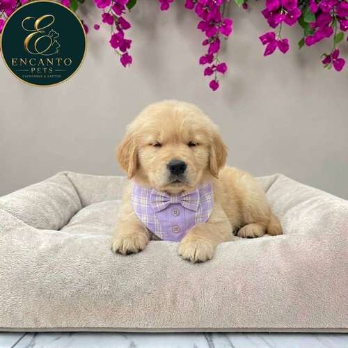 Cachorro GOLDEN RETRIEVER LINEA AMERICANA disponible