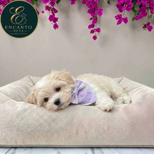 Cachorro Bichón Maltés / Maltese disponible