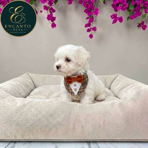 Cachorro Bichón Maltés / Maltese disponible - Imagen 7