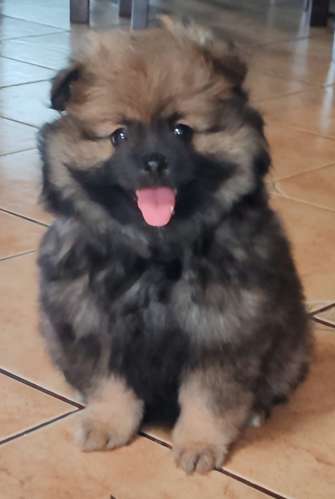 Pomeranian hembra, cara de zorro