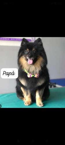 Pomeranian hembra, cara de zorro - Imagen 3
