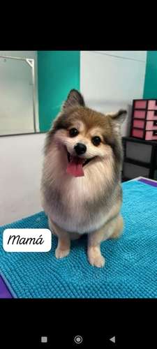 Pomeranian hembra, cara de zorro - Imagen 4