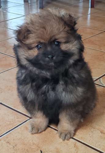 Pomeranian hembra, cara de zorro - Imagen 2