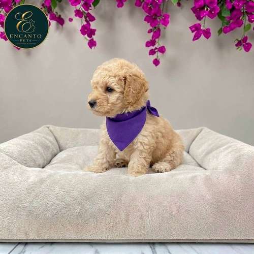 Cachorro FRENCH POODLE APRICOT MINIATURA disponible
