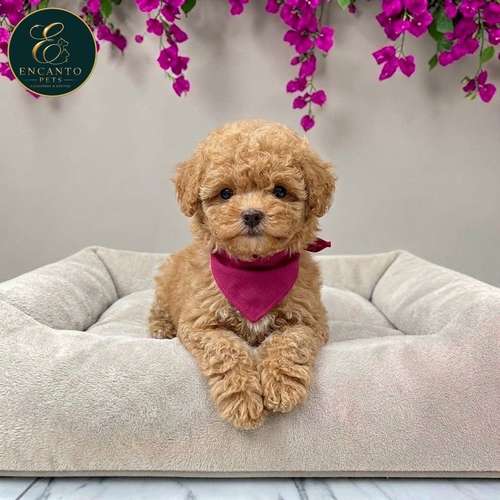Cachorro FRENCH POODLE APRICOT MINIATURA disponible