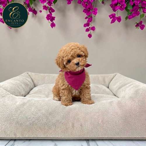 Cachorro FRENCH POODLE APRICOT MINIATURA disponible