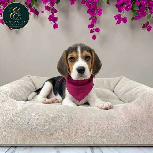 Cachorro BEAGLE POCKET AMERICANO TRADICIONAL disponible - Imagen 9