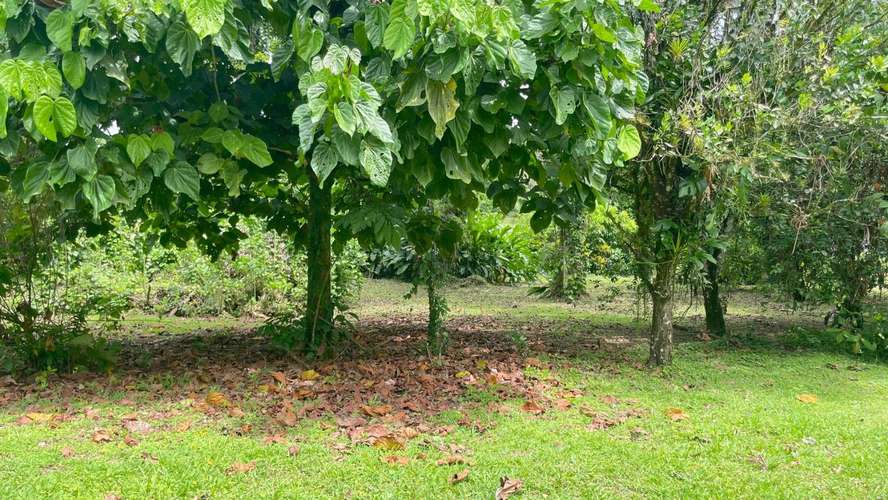 Lote de 3.149 m² en La Colonia de Guápiles: tu oasis natural con seguridad y fácil acceso - Imagen 6