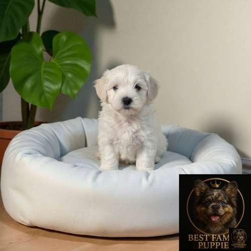 Cachorro Pequinés Maltés / Pekingese Maltese Mix disponible - Imagen 7